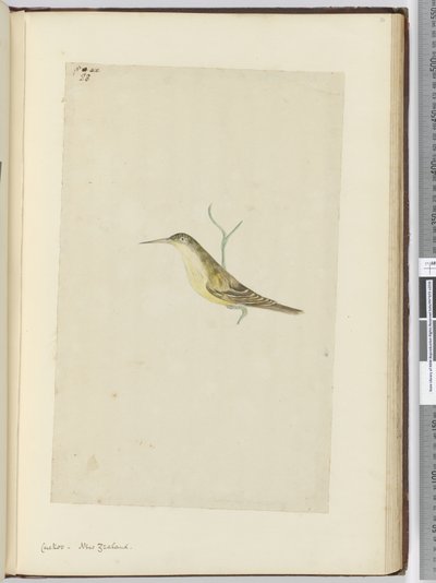 F.28 Kukačka. Nový Zéland, 1772-75 (wc) od Isaac Smith