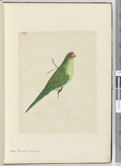 F.2 Zelené parkety. Nový Zéland, 1772-75 (wc) od Isaac Smith