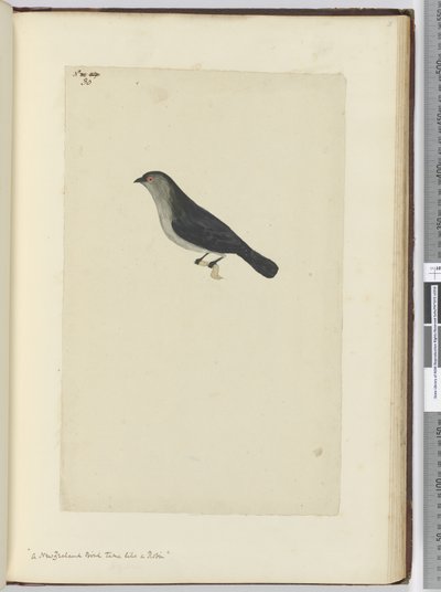 F.30 Novozélandský pták krotký jako červenka, 1772-75 (wc) od Isaac Smith