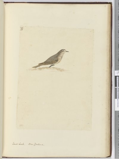 F.31 Skřivan písečný. Nový Zéland, 1772-75 (wc) od Isaac Smith