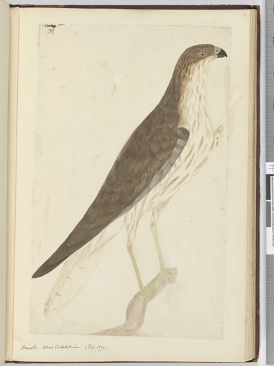 F.32 Hawk. Nová Kaledonie. (září 1774), 1772-75 (wc) od Isaac Smith