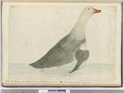 F.35 Kachna zvaná Dostihový kůň díky své rychlosti v běhu po vodě, ale neumí létat. Staten Island Tierra del Fuego. Vážil 29 liber, 1772-75 (wc) od Isaac Smith