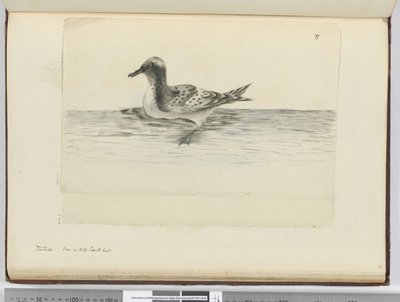 F.37a Pintado. Viděno ve vysoké jižní lat., 1772-75 (wc) od Isaac Smith