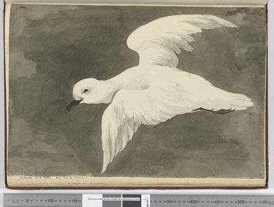 F.39 Antarktický buřňák bílý. Viděno lat. 60 až lat. 71 S., 1772-75 (wc) od Isaac Smith