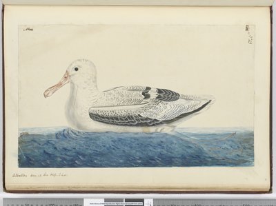 F.43 Albatros. Viděno na moři na vysoké S. lat., 1772-75 (wc) od Isaac Smith