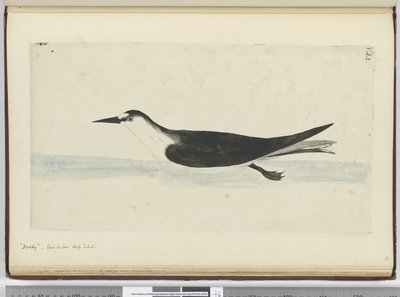 F.44 Přikývnout. Viděno na moři na vysoké S. lat., 1772-75 (wc) od Isaac Smith