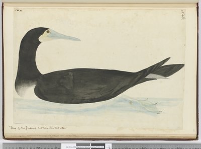 F.46 Shag z Nového Zélandu, který si hnízdí na stromech, 1772-75 (wc) od Isaac Smith
