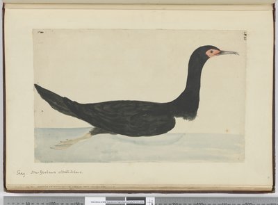 F.48 Shag. Nový Zéland a Staten Island, 1772-75 (wc) od Isaac Smith