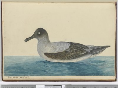 F.49 Malý albatros viděn v lat. 65 S., 1772-75 (wc) od Isaac Smith