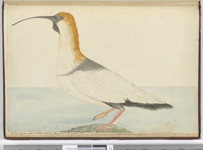 F.52 Nová kadeřavá. Viděno na Staten Island Tierra del Fuego leden 1774, 1772-75 (wc) od Isaac Smith