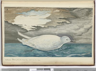 F.53 Antarctic petrel (menší než č. 29) viděný s ledem leden 1772, 1772-75 (wc) od Isaac Smith