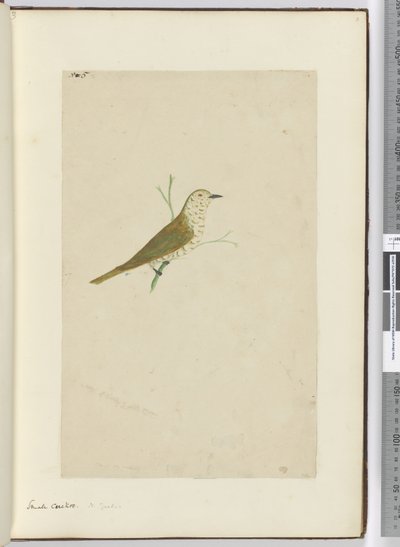 F.5 Malý kukač. Nový Zéland, 1772-75 (wc) od Isaac Smith