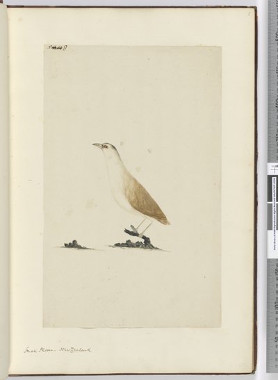 F.8 Kulík malý. Nový Zéland, 1772-75 (wc) od Isaac Smith
