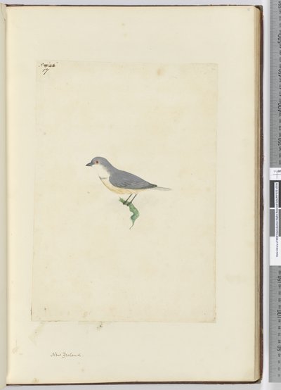 f.17 Neidentifikovaný novozélandský pták, 1772-75 (wc) od Isaac Smith