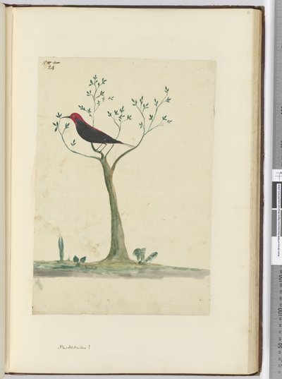 f.24 New Hebrides ?, 1772-75 (wc) od Isaac Smith
