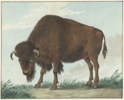 Bizon od Isaac van Haastert