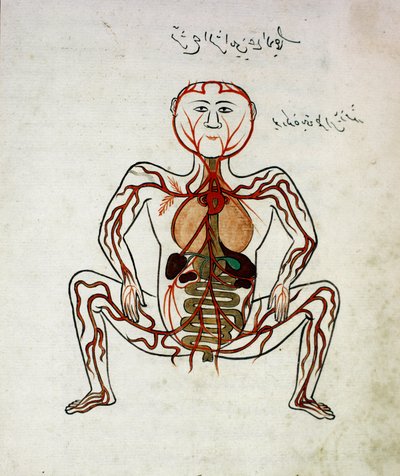 Arabská medicína: “” krevní oběh a trávicí systém”” Miniatura rukopisu anatomie “” Tashrih bi al-Taswir”” (Anatomie těla) od Mansur (Mansur) ibn Ilyas (kolem 1390) Istanbul 17. století, univerzitní knihovna od Islamic School
