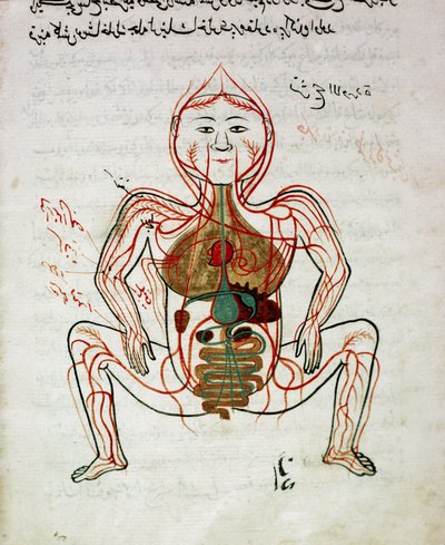 Arabská medicína: “” krevní oběh a trávicí systém”” Miniatura rukopisu anatomie “” Tashrih bi al-Taswir”” (Anatomie těla) od Mansur (Mansur) ibn Ilyas (kolem 1390) Istanbul 17. století, univerzitní knihovna od Islamic School