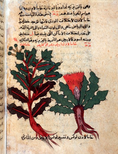 Stránka z lékařského herbáře (rukopis od Islamic School