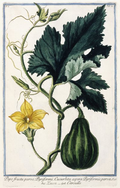 Dýně, 1772-1784 od Italian School