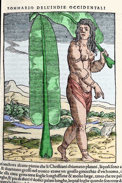 Západoindický domorodec stojící u tabákového listu. Rytina z knihy “” Navigationi and Viaggi”” sv. III od Giovanniho Battisty Ramusia (1485-1557), Benátky 1565. od Italian School