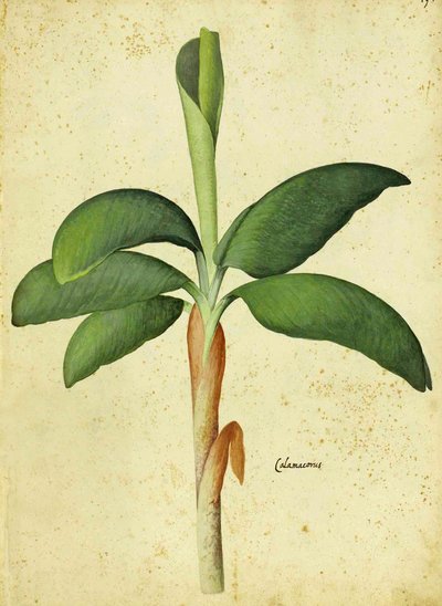 Acorus calamus od Ulisse Aldrovandi od Italian School