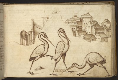 Přidat. 82955, f.107   Ibises (
