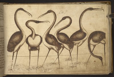 Přidat. 82955, f.110 Ptactvo.   , z Historia Animalium, (skládající se z 245 kreseb perem a inkoustem různých druhů zvířat a bájných tvorů, každý doplněný popisem.)    1595 od Italian School