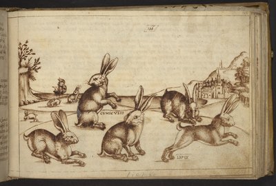 Přidat. 82955, f.165 Rabbits (