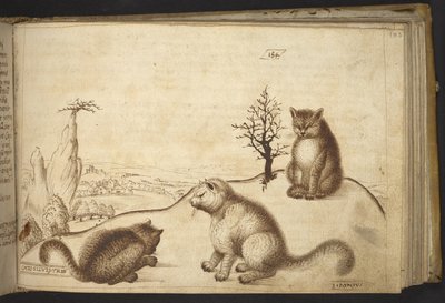 Přidat. 82955, f.183 Divoké kočky („cato silvestre“).  , z Historia Animalium, (skládající se z 245 kreseb perem a inkoustem různých druhů zvířat a bájných tvorů, každý doplněný popisem.)    1595 od Italian School