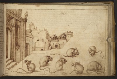 Přidat. 82955, f.192   Myši („mus“).  , z Historia Animalium, (skládající se z 245 kreseb perem a inkoustem různých druhů zvířat a bájných tvorů, každý doplněný popisem.)    1595 od Italian School