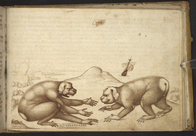 Přidat. 82955, f.244 Bojující stvoření podobná psům („Cinocephalus“), z Historia Animalium od Italian School
