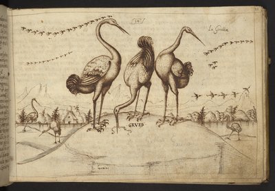 Přidat. 82955, f.33 Cranes (