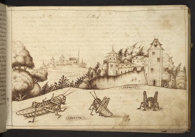 Přidat. 82955, f.49 Saranče jíst vysokou rostlinu.  , z Historia Animalium, (skládající se z 245 kreseb perem a inkoustem různých druhů zvířat a bájných tvorů, každý doplněný popisem.)    1595 od Italian School