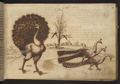 Přidat. 82955, f.53 Pávi („pavo“).  , z Historia Animalium, (skládající se z 245 kreseb perem a inkoustem různých druhů zvířat a bájných tvorů, každý doplněný popisem.)    1595 od Italian School