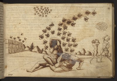 Přidat. 82955, f.60   Včely („opice“).  , z Historia Animalium, (skládající se z 245 kreseb perem a inkoustem různých druhů zvířat a bájných tvorů, každý doplněný popisem.)    1595 od Italian School