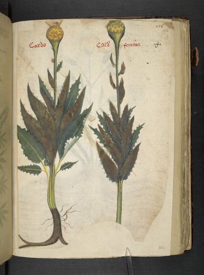 Přidejte MS 41623 f.102r Cardo 