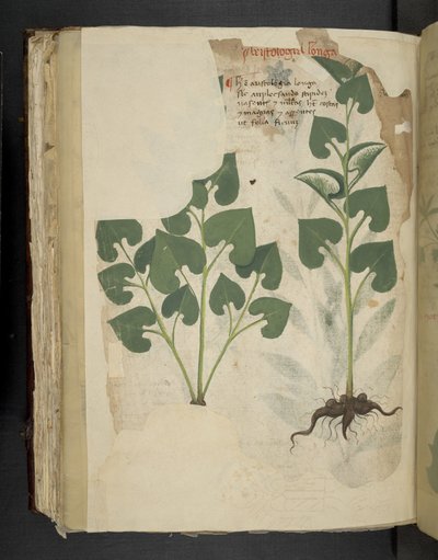 Přidejte MS 41623 f.104v Anthurium, od 