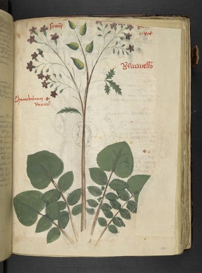 Přidejte MS 41623 f.110r 