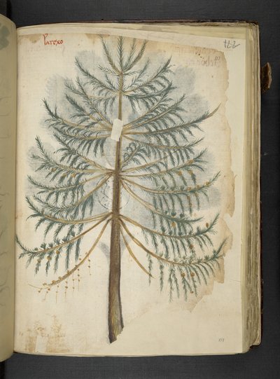 Přidejte MS 41623 f.111r 