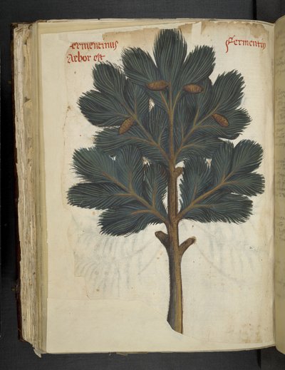 Přidejte MS 41623 f.111v Borovice, z 