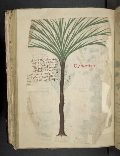 Přidejte MS 41623 f.113v Tarro Arboro, od 