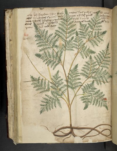 Přidejte MS 41623 f.114v 