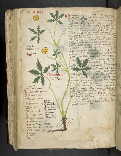 Přidejte MS 41623 f.115v Pentafilon (nebo 