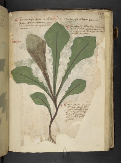 Přidejte MS 41623 f.118r 