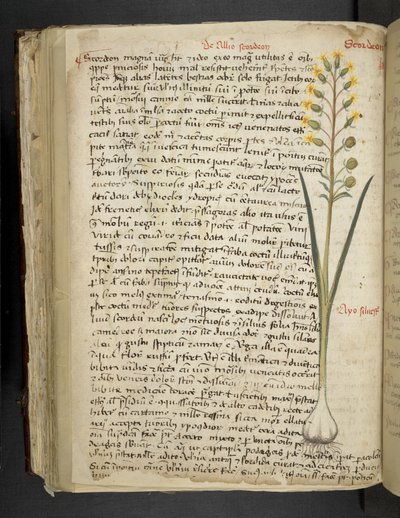 Přidejte MS 41623 f.119v 