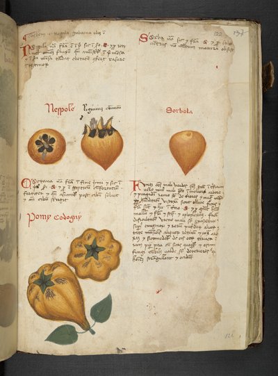 Přidejte MS 41623 f.122r Pere Cotogne a Sorbo, od 