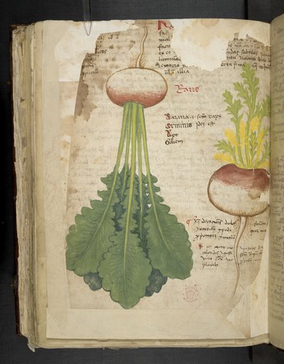Přidejte MS 41623 f.126v 