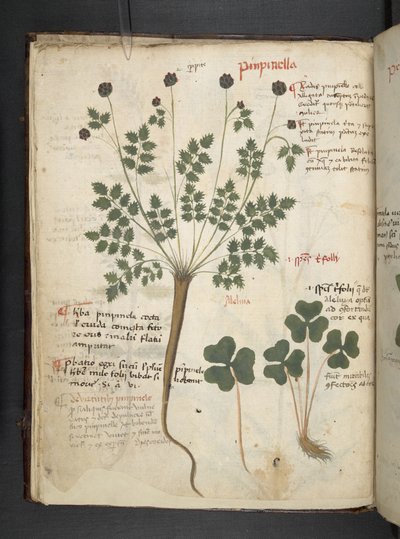 Přidejte MS 41623 f.14v A bylinný, Belluno (inkoust a barva na pergamenu) od Italian School