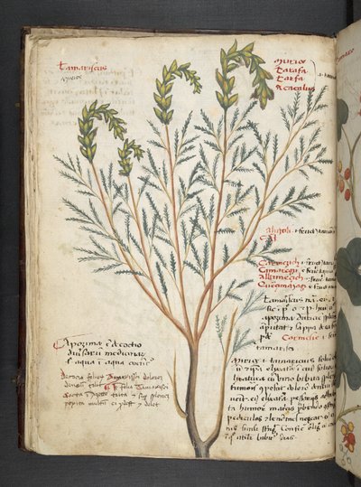 Přidejte MS 41623 f.18v A bylinný, Belluno (inkoust a barva na pergamenu) od Italian School